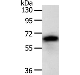 SRC Antibody from Signalway Antibody (35933) - Antibodies.com