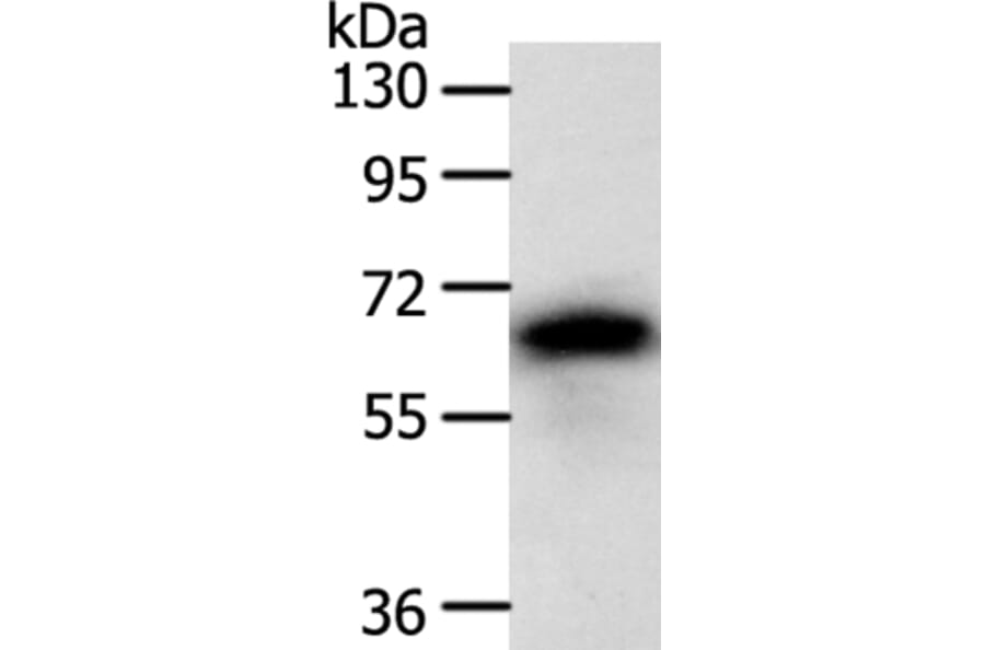 SRC Antibody from Signalway Antibody (35933) - Antibodies.com