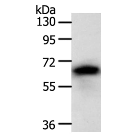 SRC Antibody from Signalway Antibody (35933) - Antibodies.com