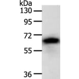 SRC Antibody from Signalway Antibody (35933) - Antibodies.com