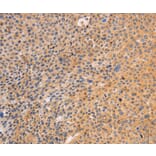 Immunohistochemistry - SRC Antibody from Signalway Antibody (35933) - Antibodies.com