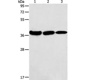 AGA Antibody from Signalway Antibody (36057) - Antibodies.com