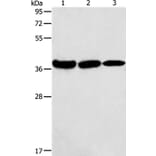 AGA Antibody from Signalway Antibody (36057) - Antibodies.com