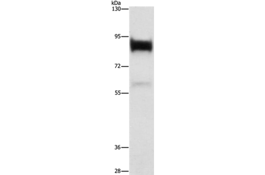 LTF Antibody from Signalway Antibody (36198) - Antibodies.com