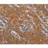 Immunohistochemistry - BLK Antibody from Signalway Antibody (36285) - Antibodies.com