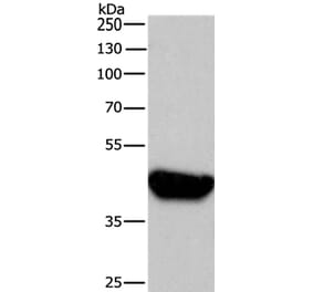BRE Antibody from Signalway Antibody (36289) - Antibodies.com