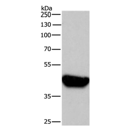 BRE Antibody from Signalway Antibody (36289) - Antibodies.com