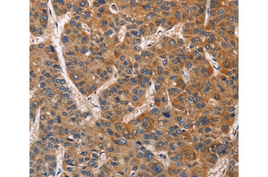 Immunohistochemistry - BRE Antibody from Signalway Antibody (36289) - Antibodies.com
