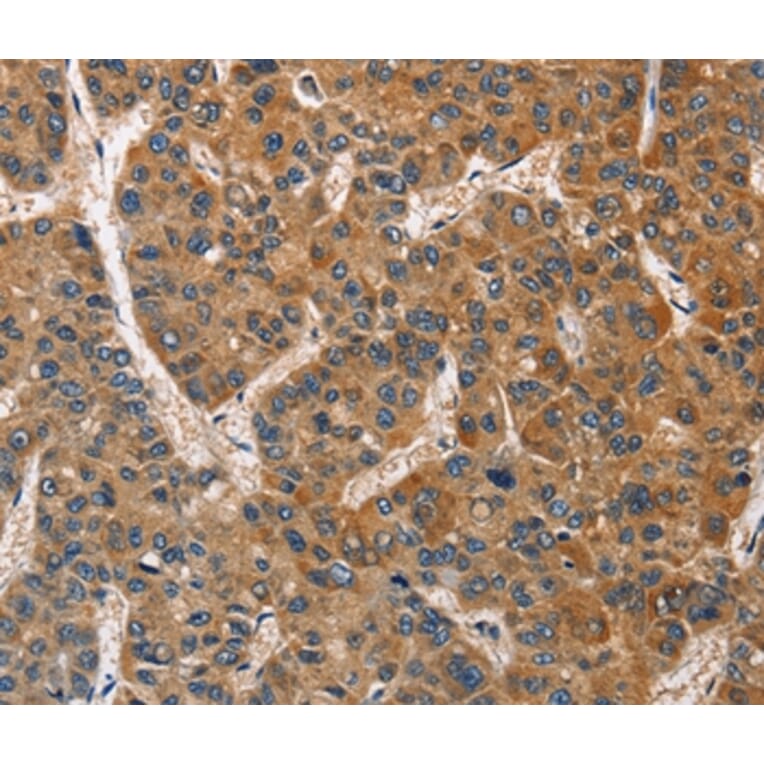 Immunohistochemistry - BRE Antibody from Signalway Antibody (36289) - Antibodies.com