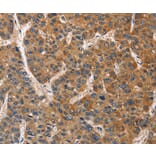 Immunohistochemistry - BRE Antibody from Signalway Antibody (36289) - Antibodies.com