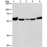 CAT Antibody from Signalway Antibody (36312) - Antibodies.com
