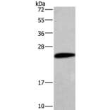 CGB Antibody from Signalway Antibody (36346) - Antibodies.com