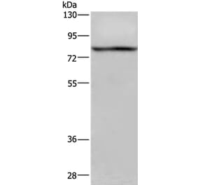 REL Antibody from Signalway Antibody (36369) - Antibodies.com