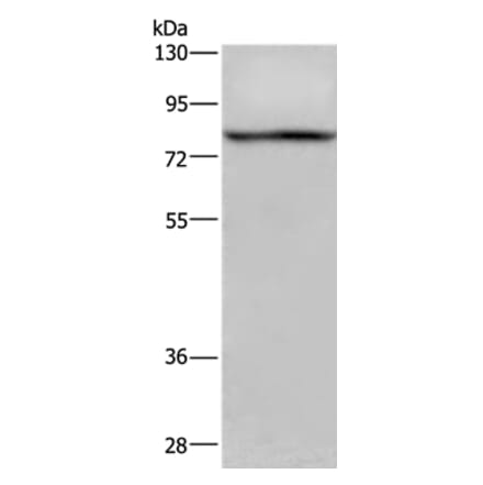 REL Antibody from Signalway Antibody (36369) - Antibodies.com