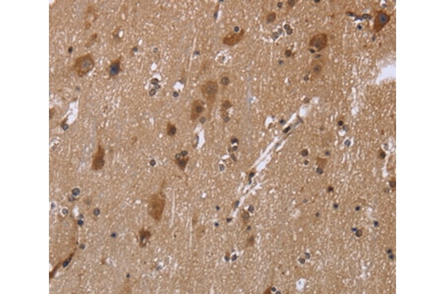 Immunohistochemistry - REL Antibody from Signalway Antibody (36369) - Antibodies.com