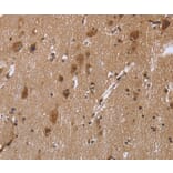 Immunohistochemistry - REL Antibody from Signalway Antibody (36369) - Antibodies.com