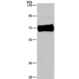 EZR Antibody from Signalway Antibody (36454) - Antibodies.com