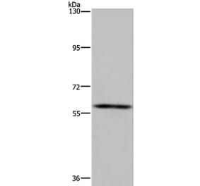 FTO Antibody from Signalway Antibody (36489) - Antibodies.com