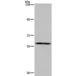 FTO Antibody from Signalway Antibody (36489) - Antibodies.com