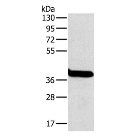 OTC Antibody from Signalway Antibody (36670) - Antibodies.com