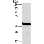 OTC Antibody from Signalway Antibody (36670) - Antibodies.com