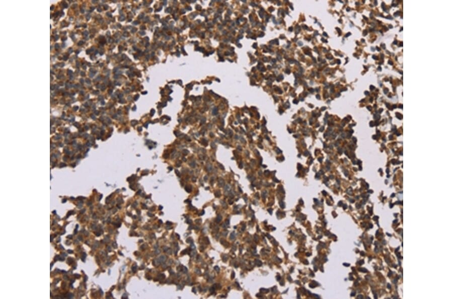 Immunohistochemistry - OTC Antibody from Signalway Antibody (36670) - Antibodies.com