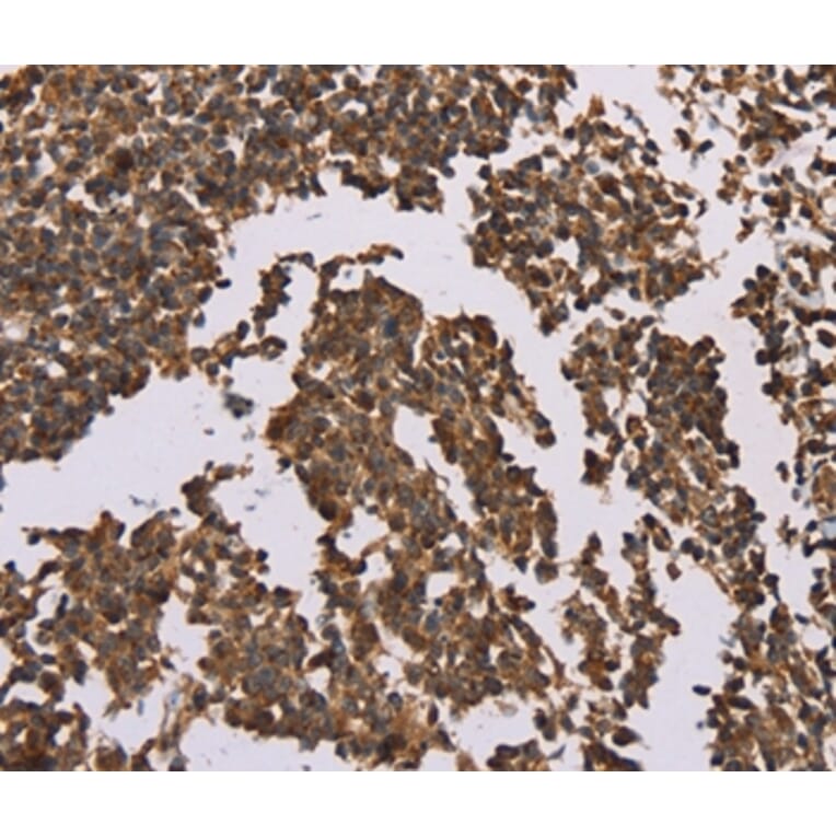 Immunohistochemistry - OTC Antibody from Signalway Antibody (36670) - Antibodies.com