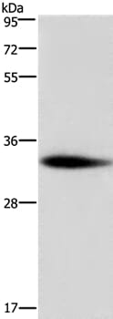 Gel: 12% SDS-PAGE Lysates (from left to right): Mouse testis tissue Amount of lysate: 30ug per lane Primary antibody: 1/350 dilution Secondary antibody dilution: 1/8000 Exposure time: 5 minutes