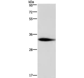 ADO Antibody from Signalway Antibody (36728) - Antibodies.com