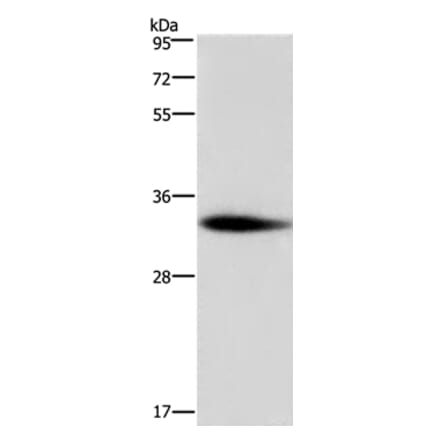 ADO Antibody from Signalway Antibody (36728) - Antibodies.com