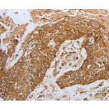 Immunohistochemistry - CKM Antibody from Signalway Antibody (36750) - Antibodies.com