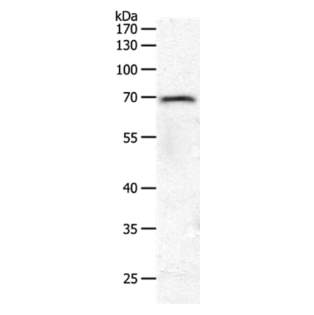 PXN Antibody from Signalway Antibody (37012) - Antibodies.com