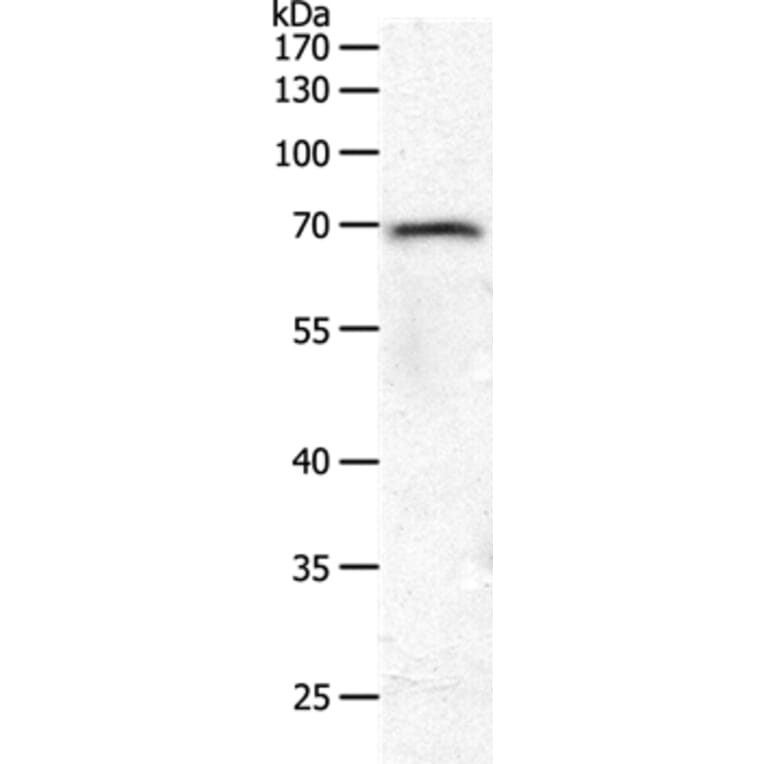 PXN Antibody from Signalway Antibody (37012) - Antibodies.com
