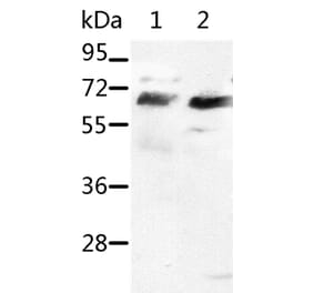 SRF Antibody from Signalway Antibody (37042) - Antibodies.com