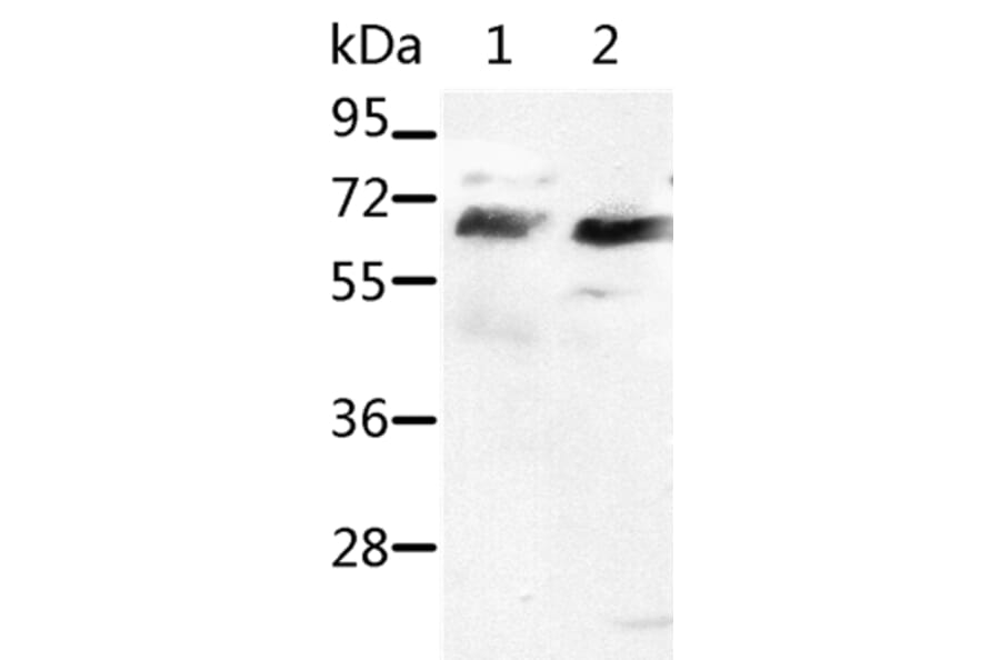 SRF Antibody from Signalway Antibody (37042) - Antibodies.com
