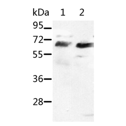 SRF Antibody from Signalway Antibody (37042) - Antibodies.com