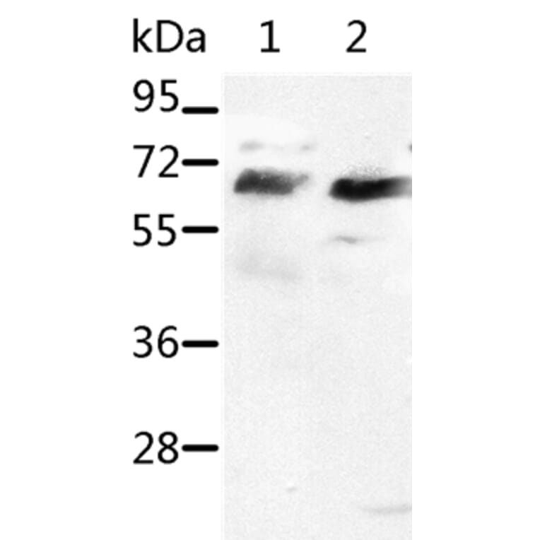 SRF Antibody from Signalway Antibody (37042) - Antibodies.com