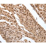 Immunohistochemistry - SRF Antibody from Signalway Antibody (37042) - Antibodies.com