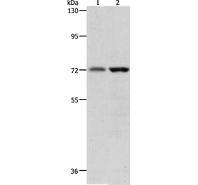 PGR Antibody from Signalway Antibody (37221) - Antibodies.com