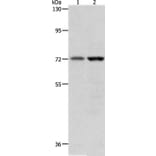 PGR Antibody from Signalway Antibody (37221) - Antibodies.com