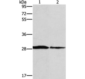 SPR Antibody from Signalway Antibody (37391) - Antibodies.com