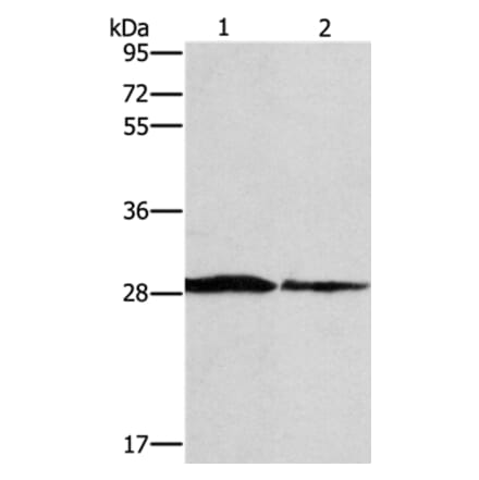 SPR Antibody from Signalway Antibody (37391) - Antibodies.com