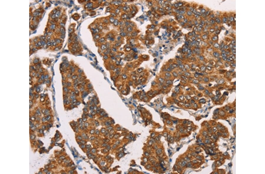 Immunohistochemistry - SPR Antibody from Signalway Antibody (37391) - Antibodies.com