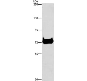 CEL Antibody from Signalway Antibody (37441) - Antibodies.com