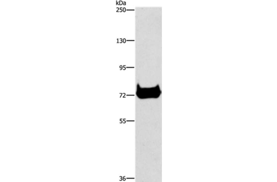 CEL Antibody from Signalway Antibody (37441) - Antibodies.com