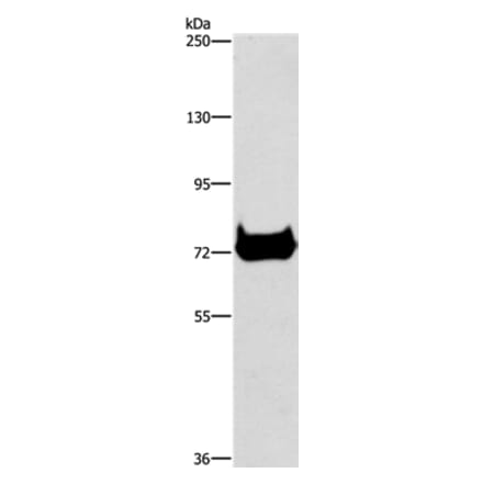 CEL Antibody from Signalway Antibody (37441) - Antibodies.com