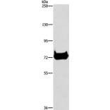 CEL Antibody from Signalway Antibody (37441) - Antibodies.com