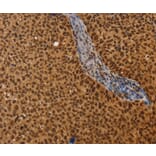 Immunohistochemistry - CEL Antibody from Signalway Antibody (37441) - Antibodies.com