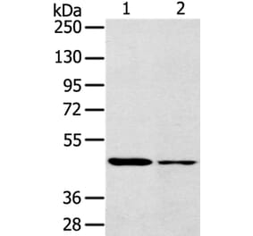 SCD Antibody from Signalway Antibody (37896) - Antibodies.com
