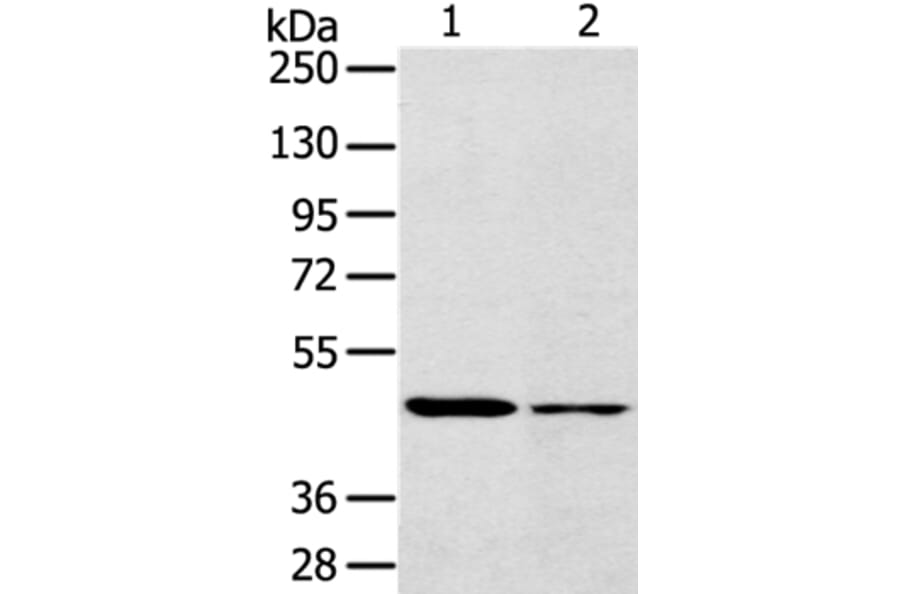 SCD Antibody from Signalway Antibody (37896) - Antibodies.com